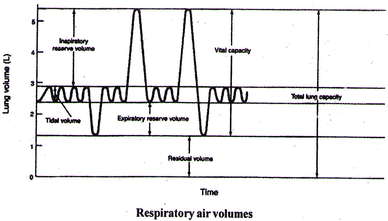 Respiratory Air Volumes