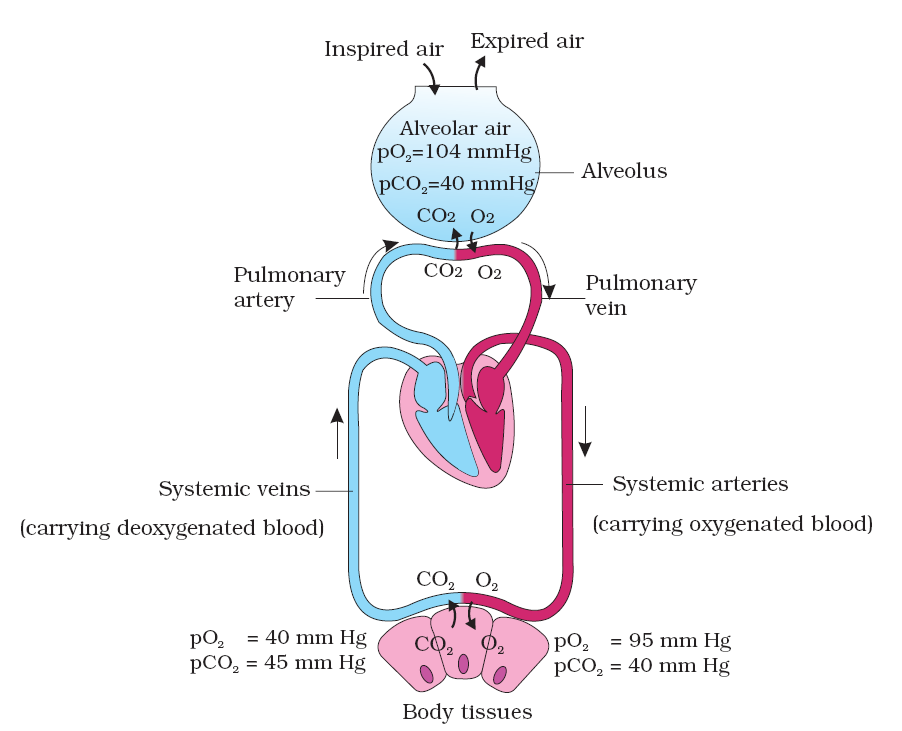 Diagrammatic representation of exchange of gases
