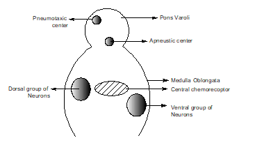 Regulation of Respiration 