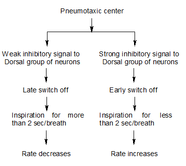 Pneumotaxic center