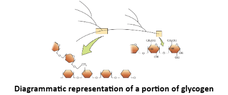 Diagrammatic representation of a portion of glycogen