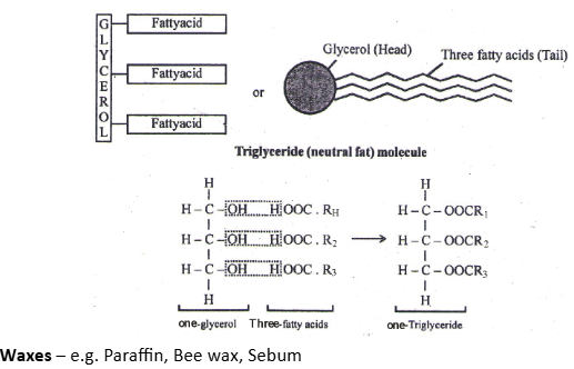 Simple Lipids