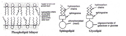 Sphingoliphids