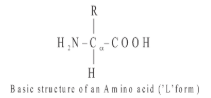  1-Amino group 