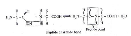 Peptide