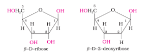 Chemical Structure of Nucleic Acid