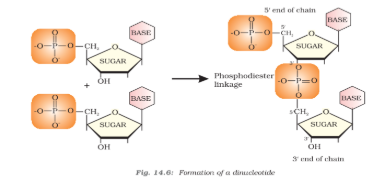 Formation of Dinucleotide