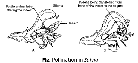 Polllination in Salvia