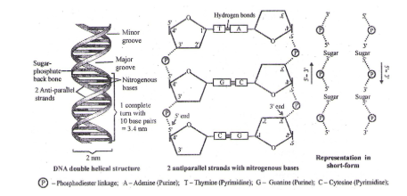 Formation of Polynucleotide