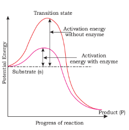 Properties of enzymes