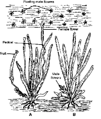 Floting Male Flower