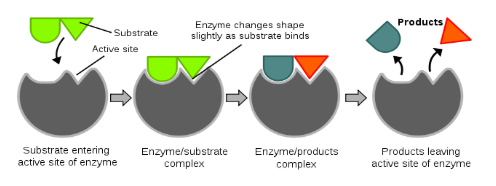 Nature of Enzyme Action