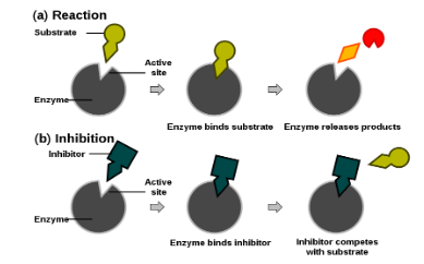 Inhibition of enzymatic action