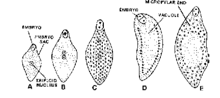 Nuclear Endosperm
