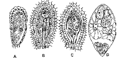 Cellular endosperm