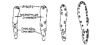 Helobial Endosperm