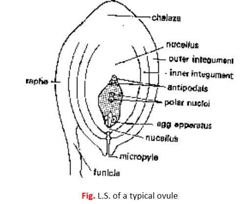  ovule