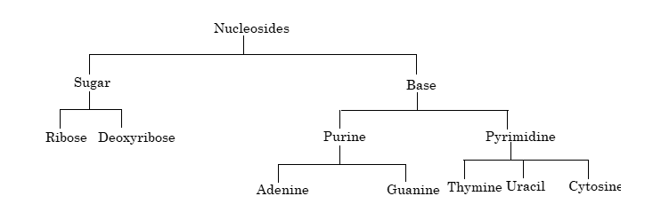 NUCLEIC ACIDS