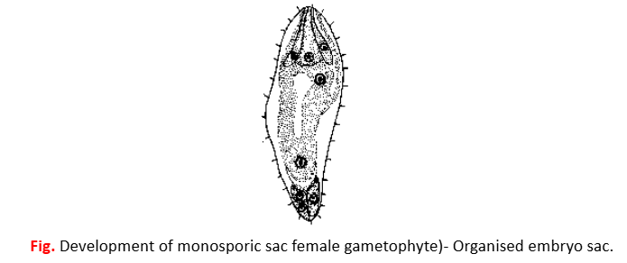 Monosporic embryo sac