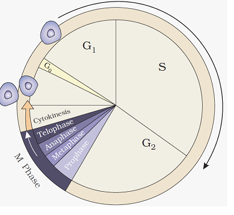 Phases of Cell Cycle