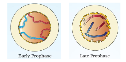 Prophase