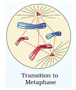 Late prophase