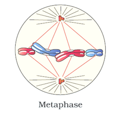 Metaphase