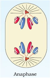 Anaphase