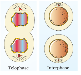 Telophase