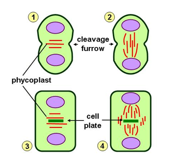 Cytokinesis