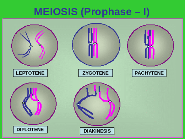 Meiosis I