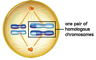 Metaphase I