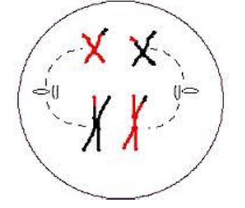 Anaphase I