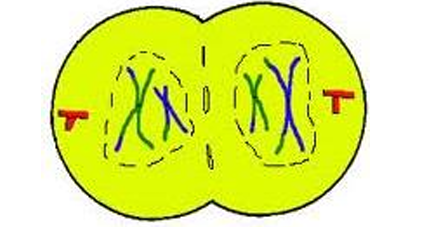 Telophase I