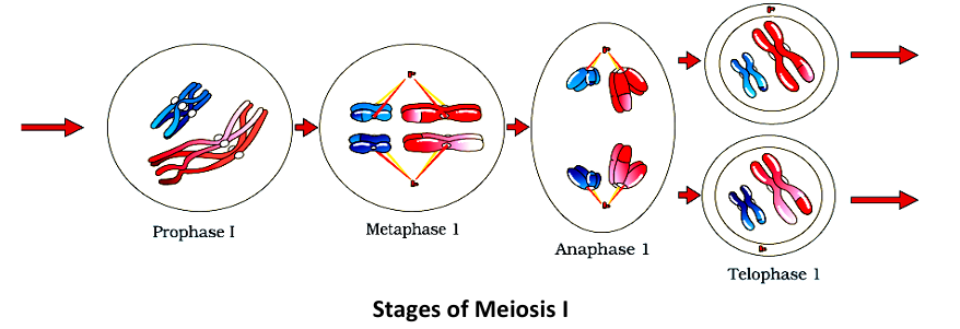 Cytokinesis