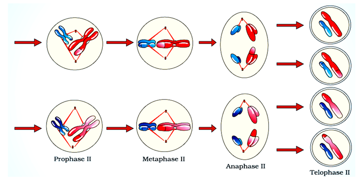 Stages of Meiosis II