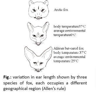 variation in ear length shown by three species of fox, each occupies a different geographical region (Allen’s rule)