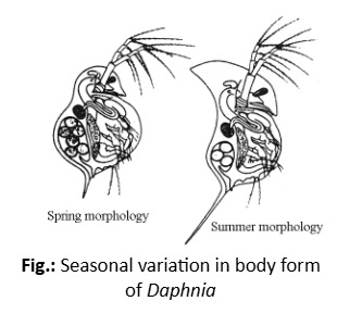 Seasonal variation in body form of Daphnia