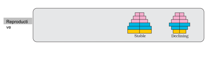 Age Pyramids