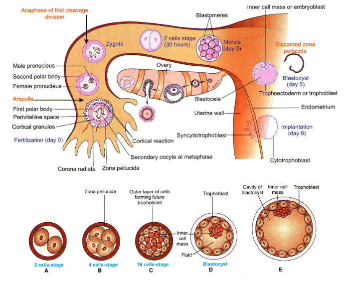Formation of Blastocyst