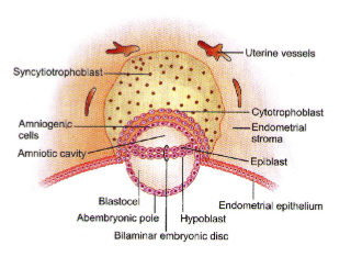 Epiblast and Hypoblast