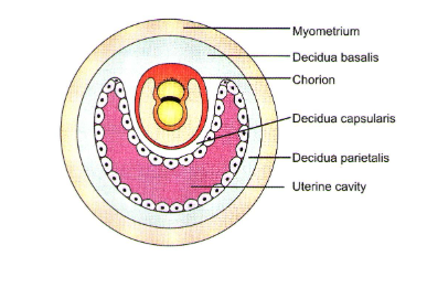 Parts of decidua are named as below