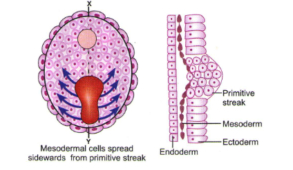 Cell Movements & Rearrangements during Embryonic Development