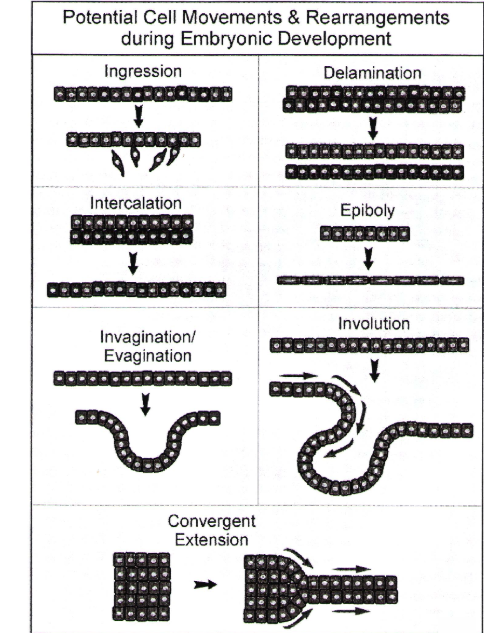 Potential Cell Movement