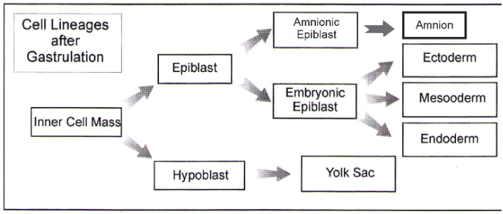 Convergent Extension