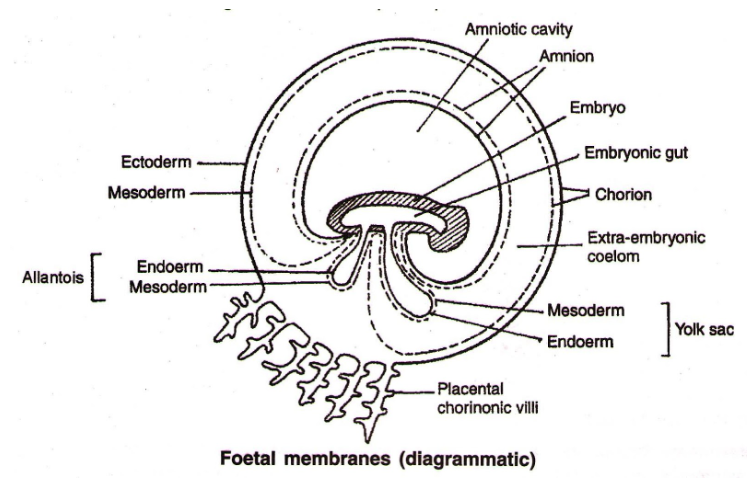 Extra Embryonic Membranes