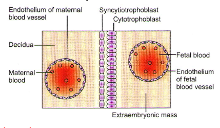 placenta