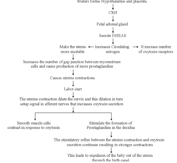 Parturition
