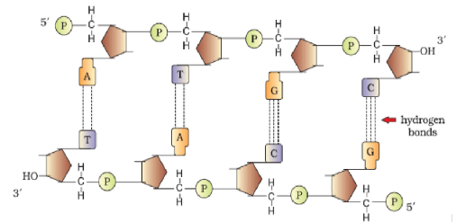 he Double-helix structure of DNA