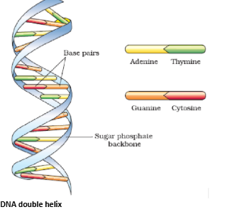 DNA Double Helix
